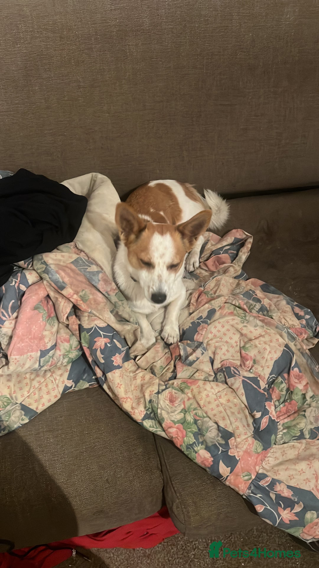 Jack Russell dogs for sale: Toby  - Image 9