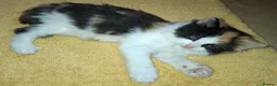 British Longhair cats for sale: 2 Beautiful Longhaired Kittens 1 Male 1 Female. in Dudley - Advert 7