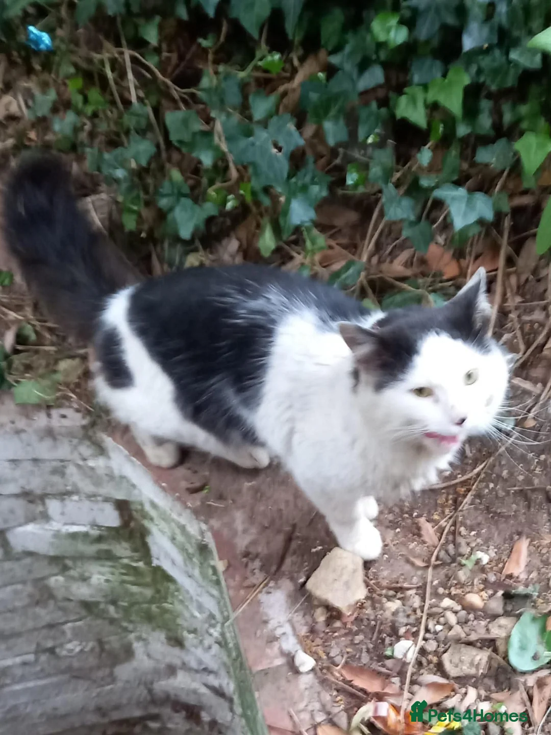 Mixed Breed cats for sale: Friendly Male Cat Looking for His Forever Home 🐾 - Advert 2