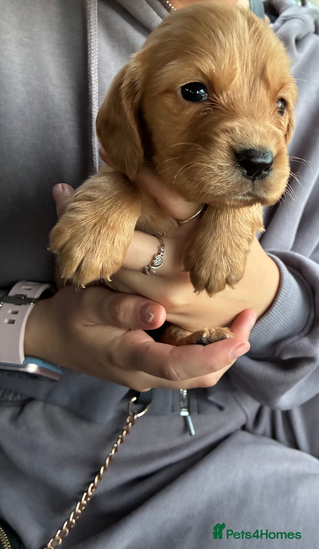 Cocker Spaniel dogs for sale: Cocker spaniel pups - Image 6