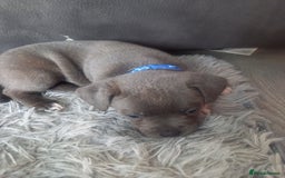 Staffordshire Bull Terrier dogs for sale: Lovely puppy  in Coventry - Image 16