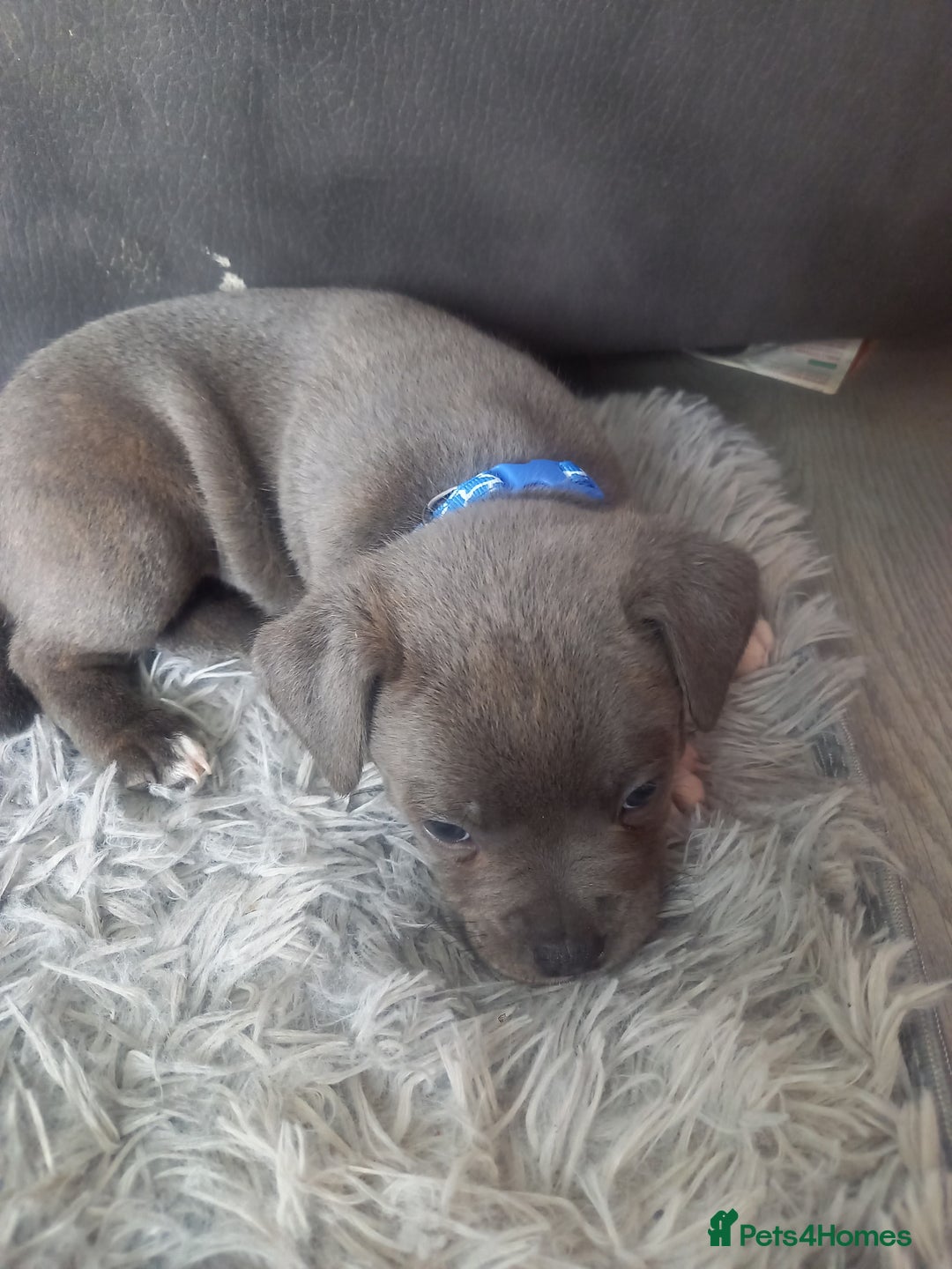 Staffordshire Bull Terrier dogs for sale: Lovely puppy  in Coventry - Image 16