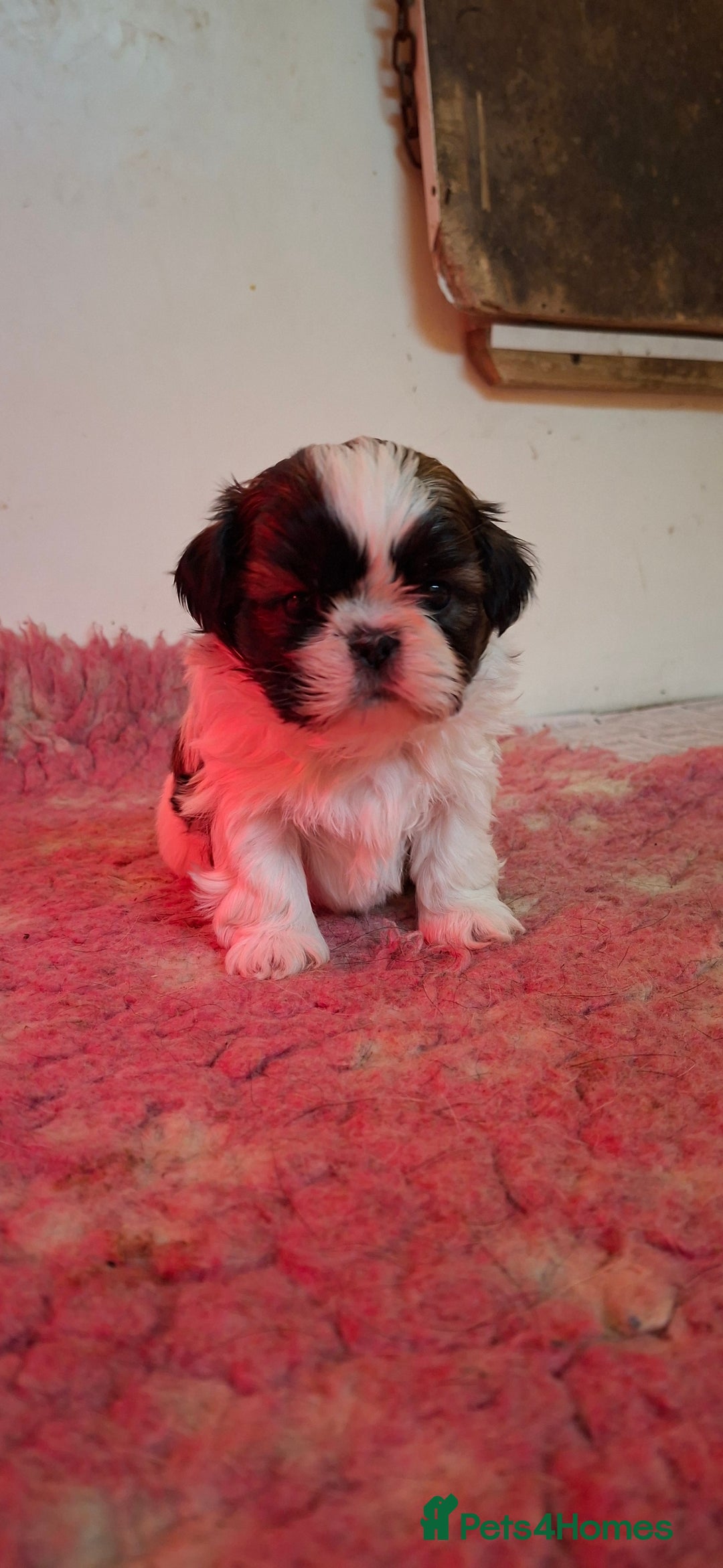 Shih Tzu dogs for sale: Beautiful shih tzus for loving homes - Advert 1