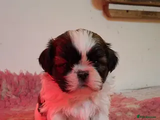 Shih Tzu dogs Beautiful shih tzus for loving homes - Advert 11