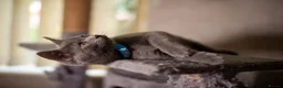 British Shorthair cats for sale: British shorthair kittens  - Advert 3