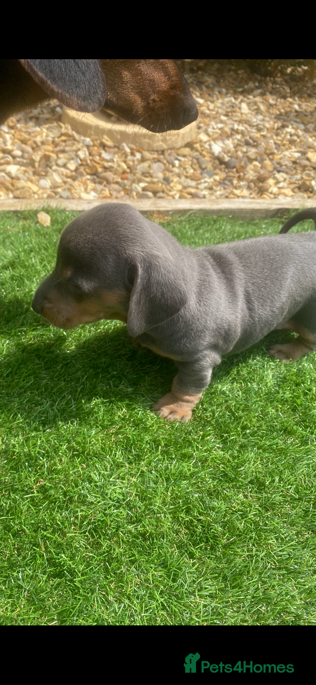 Miniature Dachshund dogs for sale: Miniture dachshund puppies - Image 12