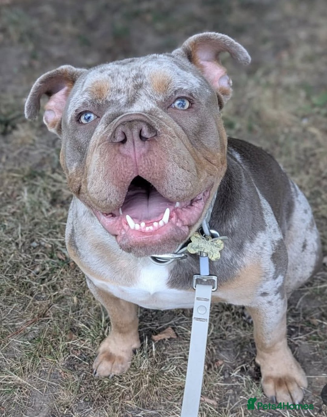 Olde English Bulldogge dogs for stud: NEBBR registered olde English bulldog  - Advert 7