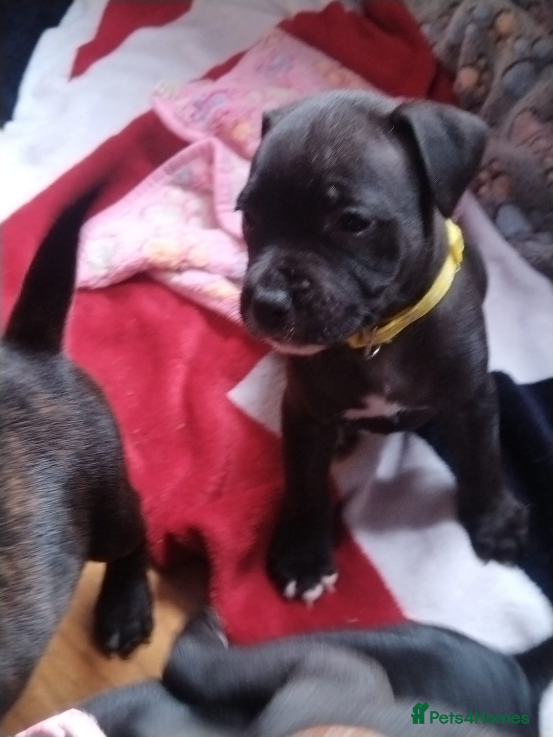 Staffordshire Bull Terrier dogs for sale: Staffordshire bull terrier Puppies  - Image 21