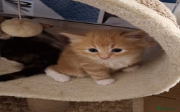 Mixed Breed cats for sale: 4 gorgerous kittens - Image 31