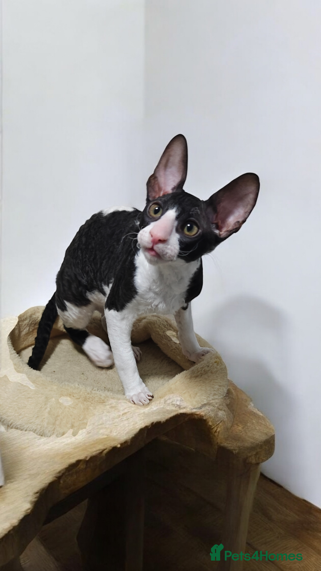 Cornish Rex cats for sale: Cornish Rex kitten  - Advert 18