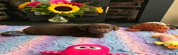 Labrador Retriever dogs for sale: Gorgeous Chocolate Labrador Puppies  - Advert 12