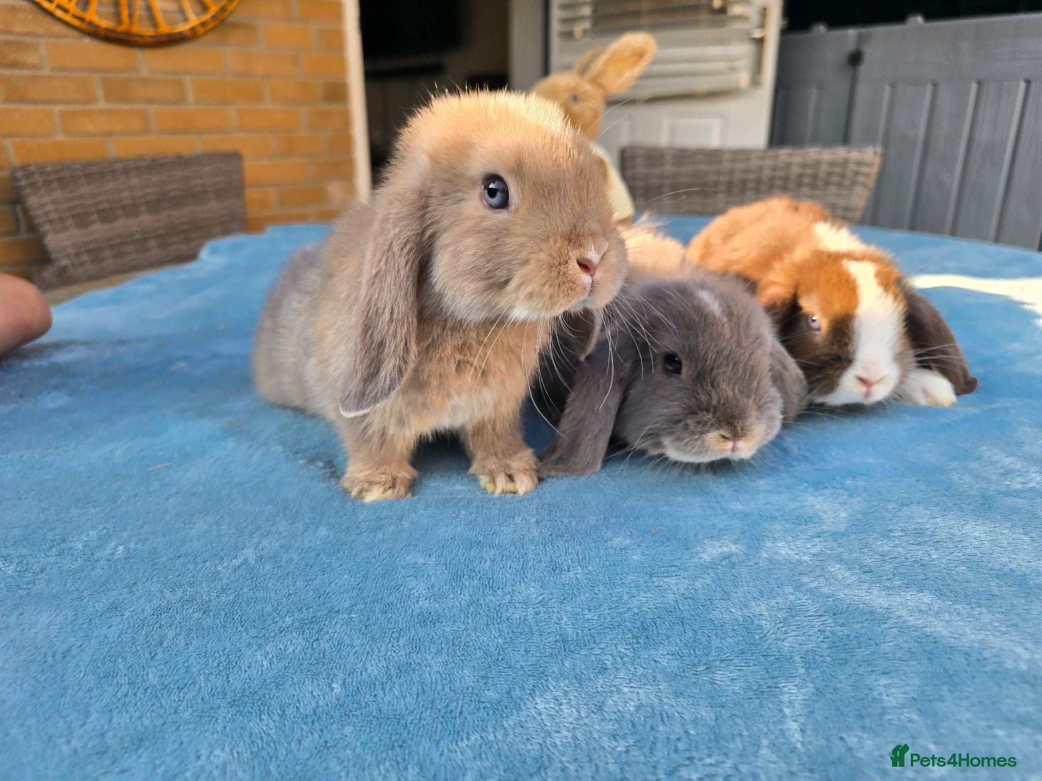 Mini Lop rabbits Mini Lops - Advert 1