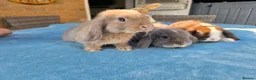 Mini Lop rabbits for sale: Mini Lops in Cambridge - Advert 1