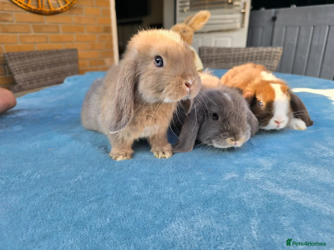Mini Lop rabbits for sale: Mini Lops in Cambridge - Advert 1