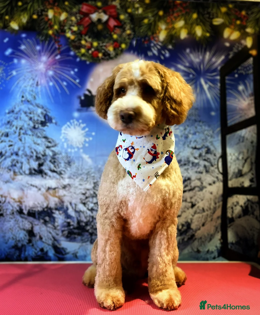 Double Doodle dogs for stud: Australian Double Doodle Stud in Swadlincote - Advert 15