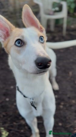 SKYE - female lurcher in RESCUE — Lurcher