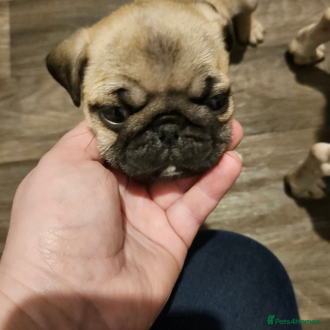 Pug dogs for sale: Pug puppies 2 Boys and 1 girl still available.  - Advert 8
