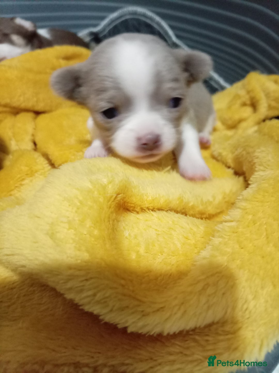 Chihuahua dogs for sale: Chihuahua puppies - Advert 3