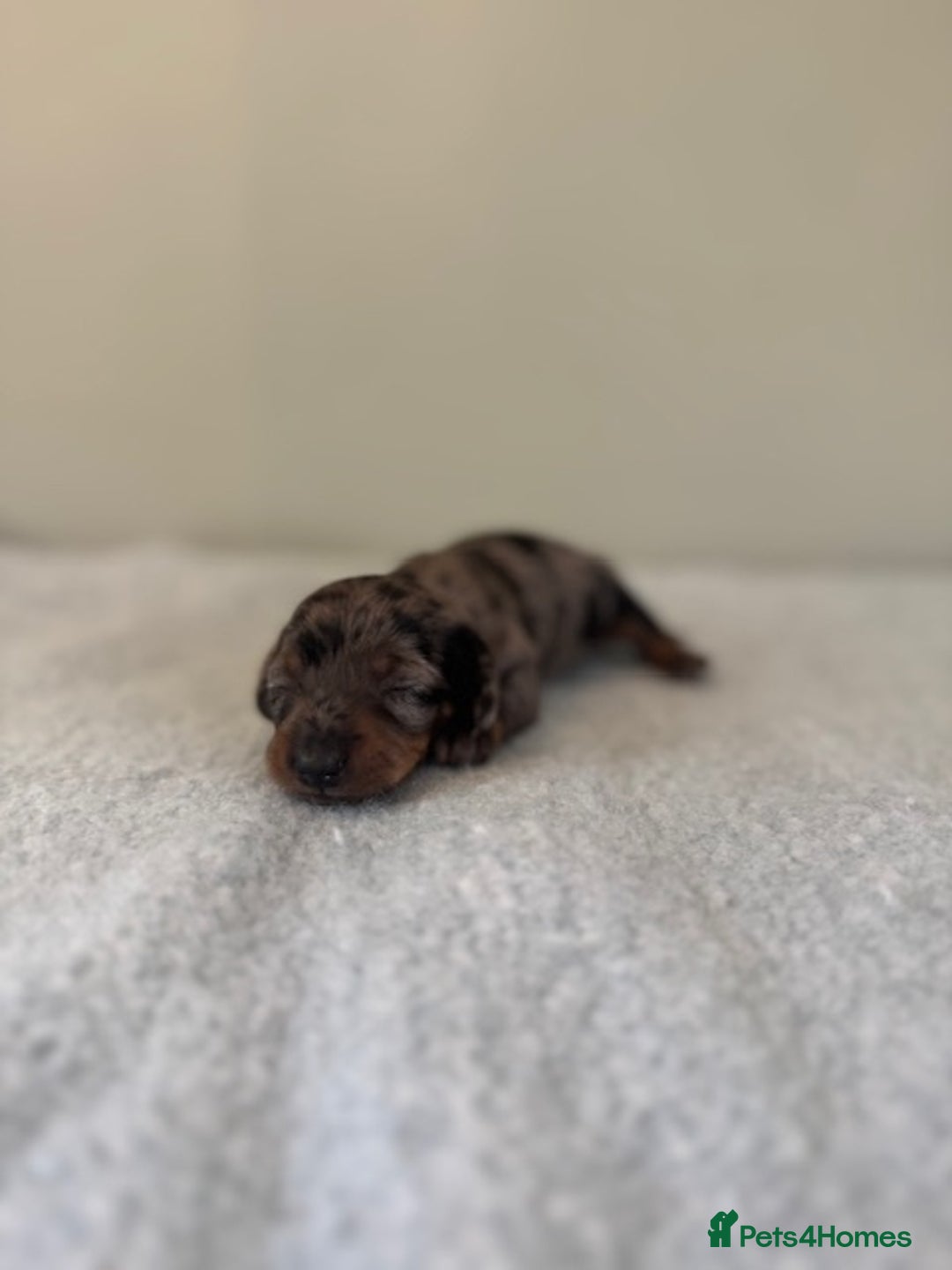 Miniature Dachshund dogs for sale: KC reg v small miniature smooth dachshund puppies - Image 7