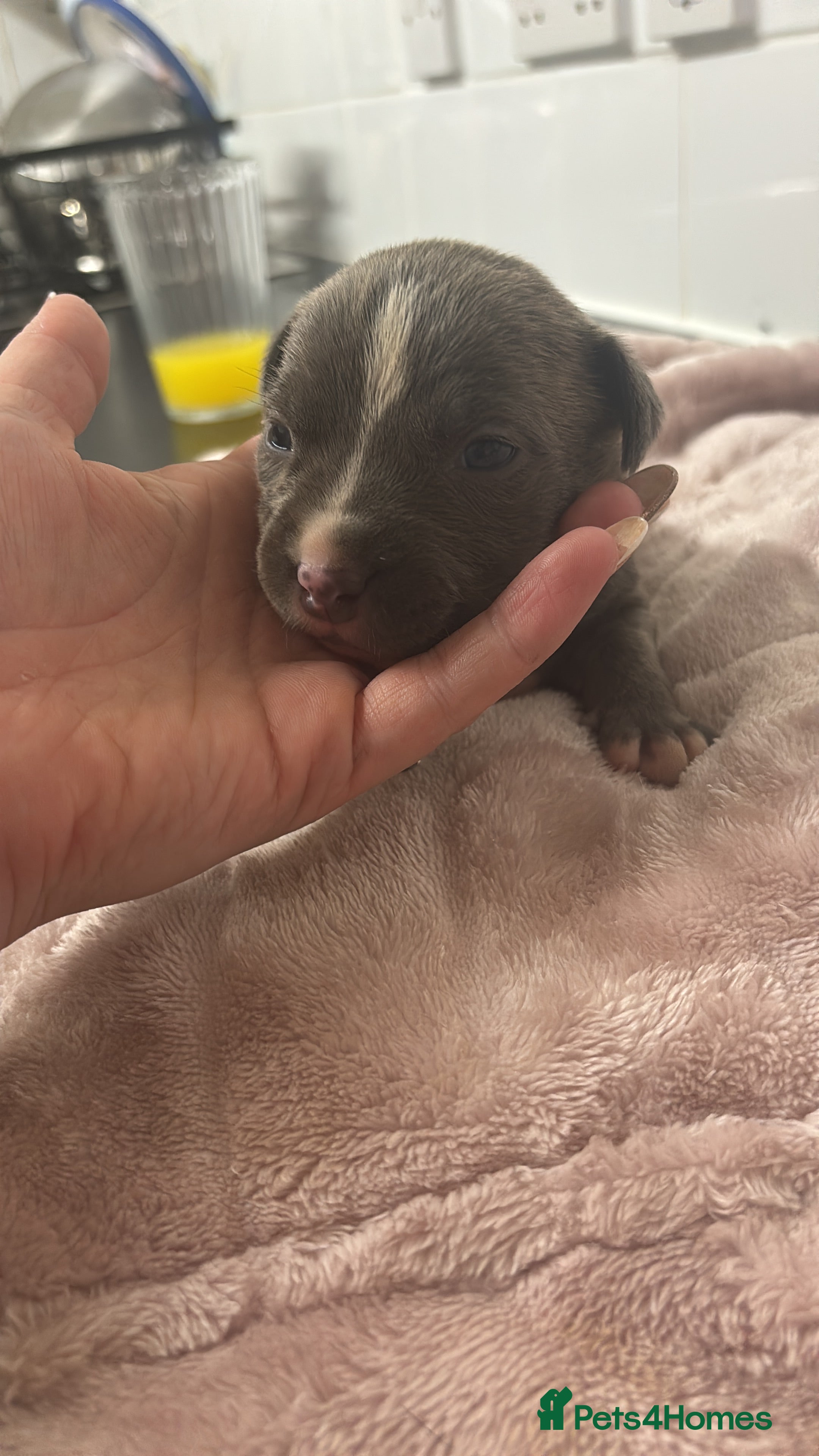 Staffordshire Bull Terrier dogs Staffy pups  - Advert 9