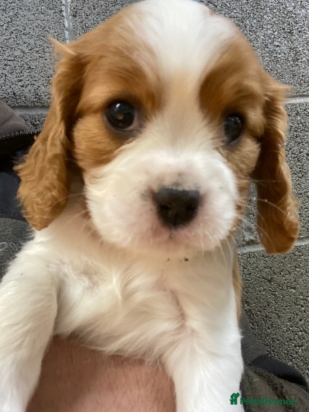 Cavalier King Charles Spaniel dogs for sale: 🐶🐶 Beautiful Cavalier King Charles Spaniel pupps - Advert 19