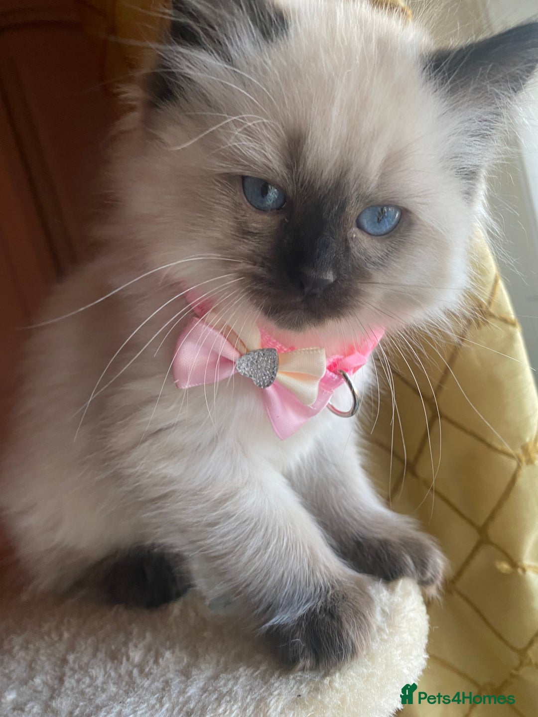 Ragdoll cats for sale: Stunning Ragdolls kittens - Advert 12