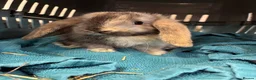 Mini Lop rabbits for sale: Mini Lop Bunnies in Mansfield - Advert 13