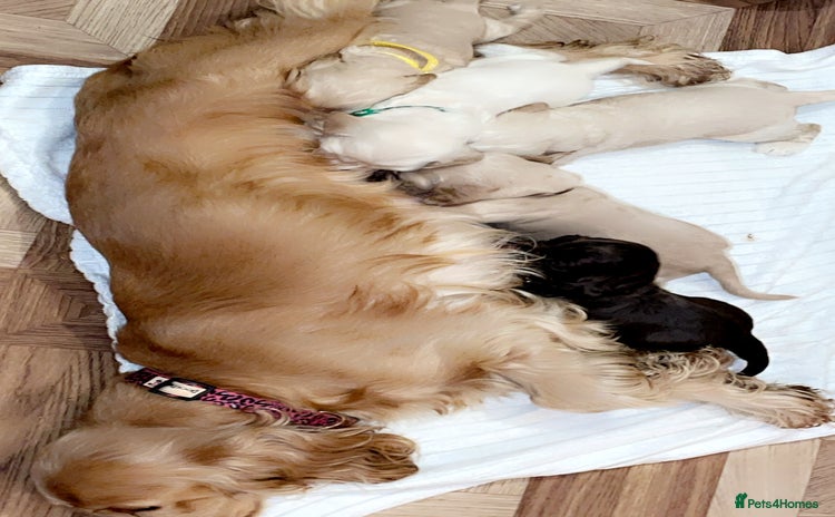 Cocker Spaniel dogs - Advert 13