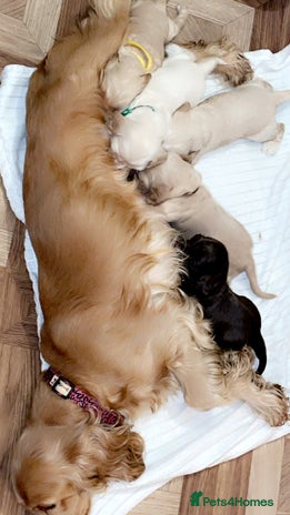 Cocker Spaniel dogs - Advert 13