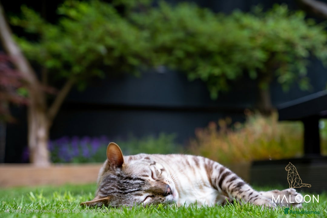 Bengal cats for sale: Majestic Blue-eyed Snow Bengal-TICA-Champion line - Image 13