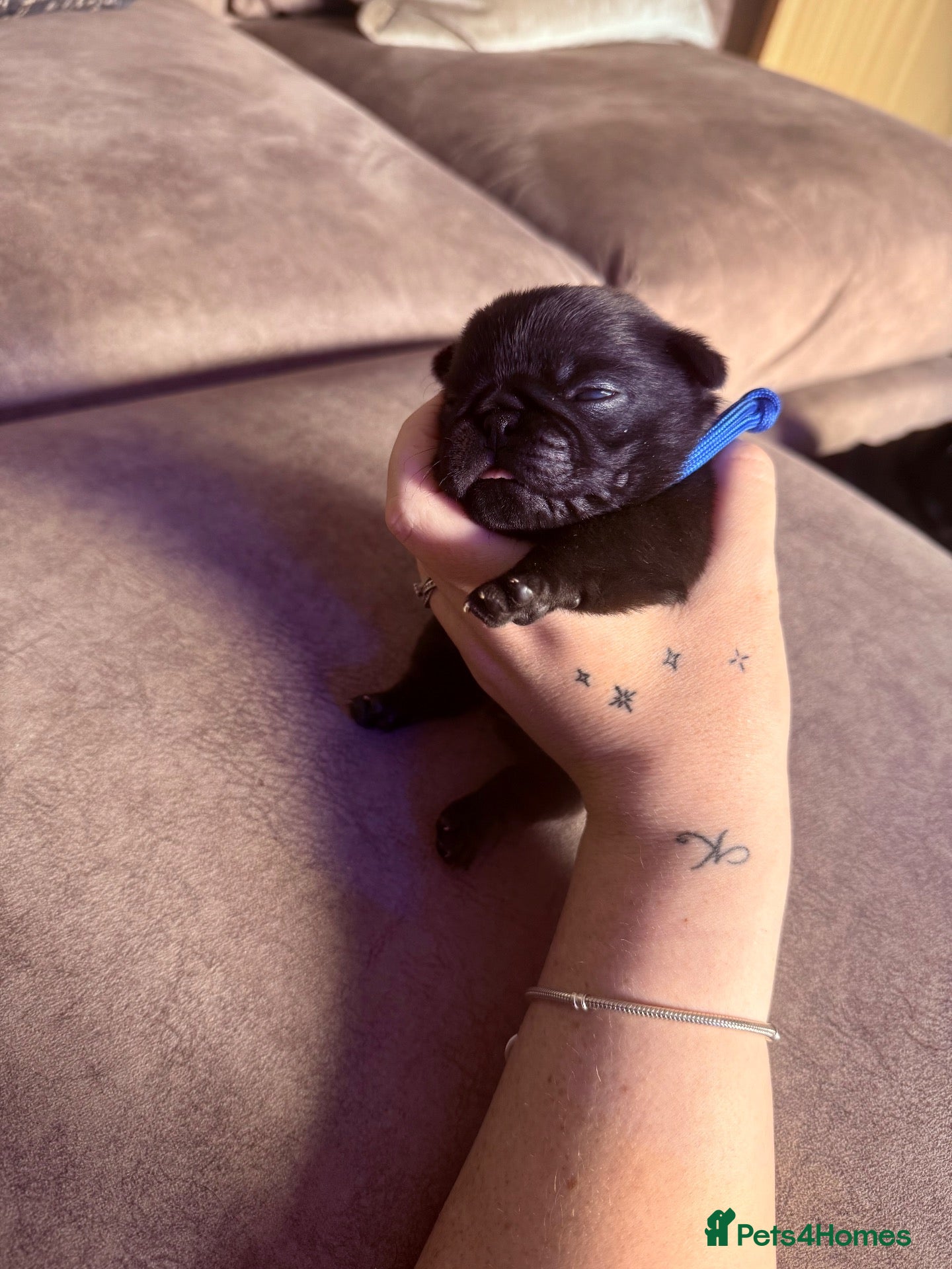 Pug dogs 🐾 **PUG PUPPIES – INTEREST NOW BEING TAKEN 🐾** - Advert 3