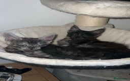 Maine Coon cats for sale: Stunning championship Maine coon black smoke - Image 15
