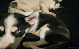 Siberian Husky dogs for sale: Siberian husky - Advert 9