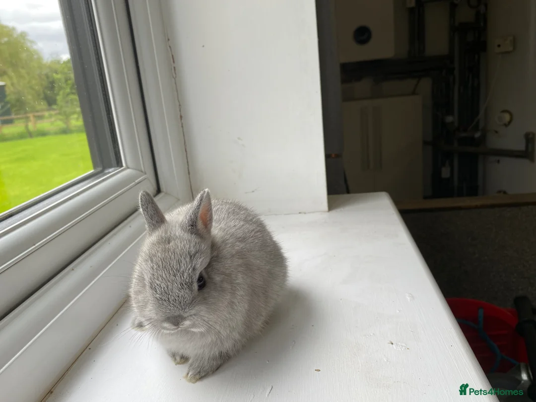 Netherland Dwarf rabbits for sale: Beautiful Netherland dwarf baby rabbit - Advert 2