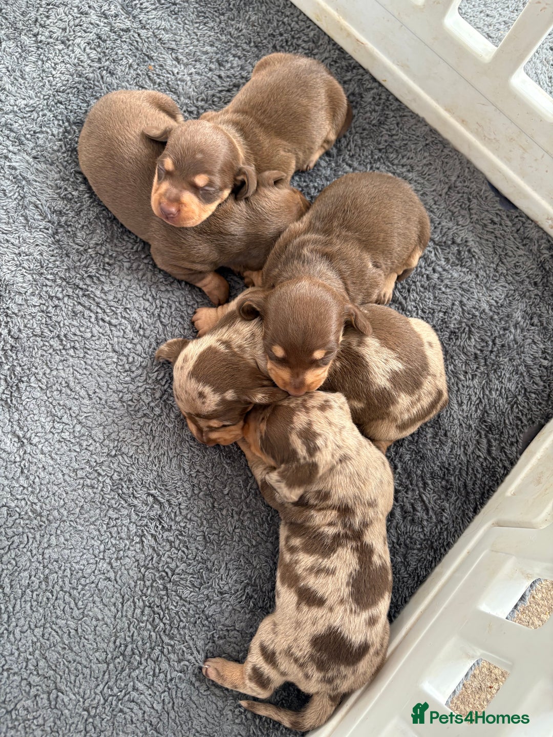 Dachshund dogs for sale: 4 absolutely gorgeous dachshund girls  - Advert 23