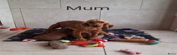 Cockapoo dogs for sale: F1 Cockapoo puppies in Pencader - Advert 11