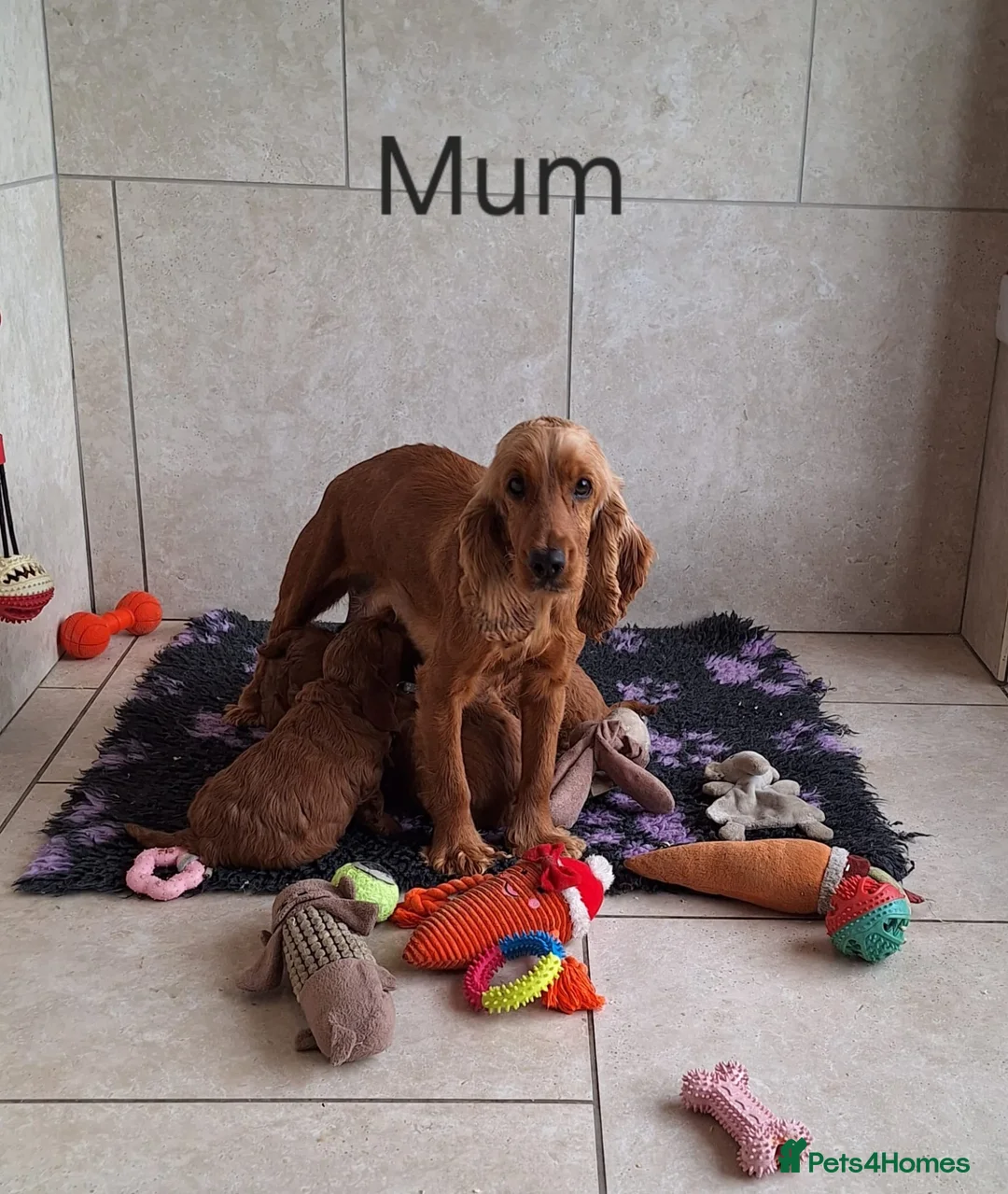 Cockapoo dogs for sale: F1 Cockapoo puppies in Pencader - Advert 11