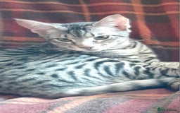 Savannah cats for sale: Full Pedigree TICA reg Savannah Girl Kitten - Image 10
