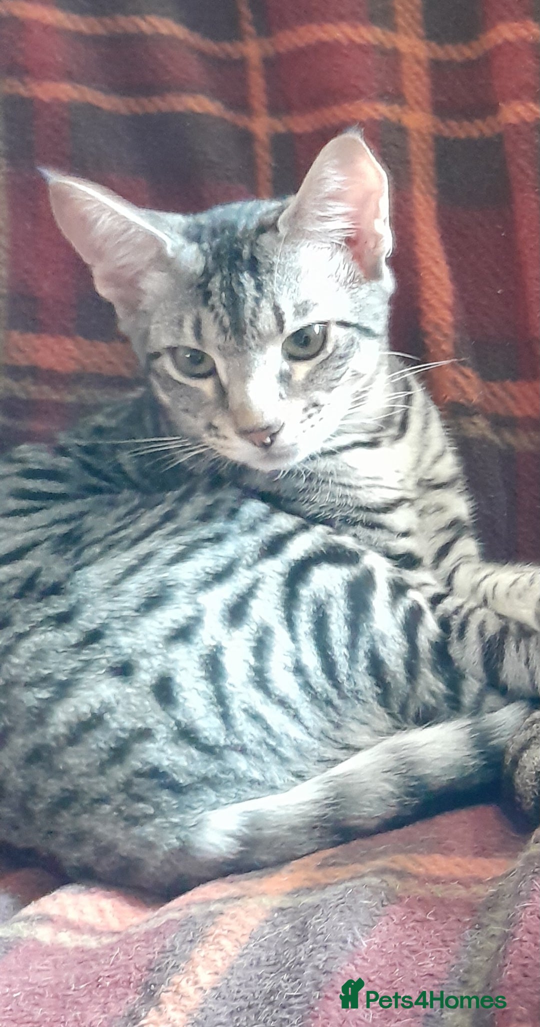 Savannah cats for sale: Full Pedigree TICA reg Savannah Girl Kitten - Image 10