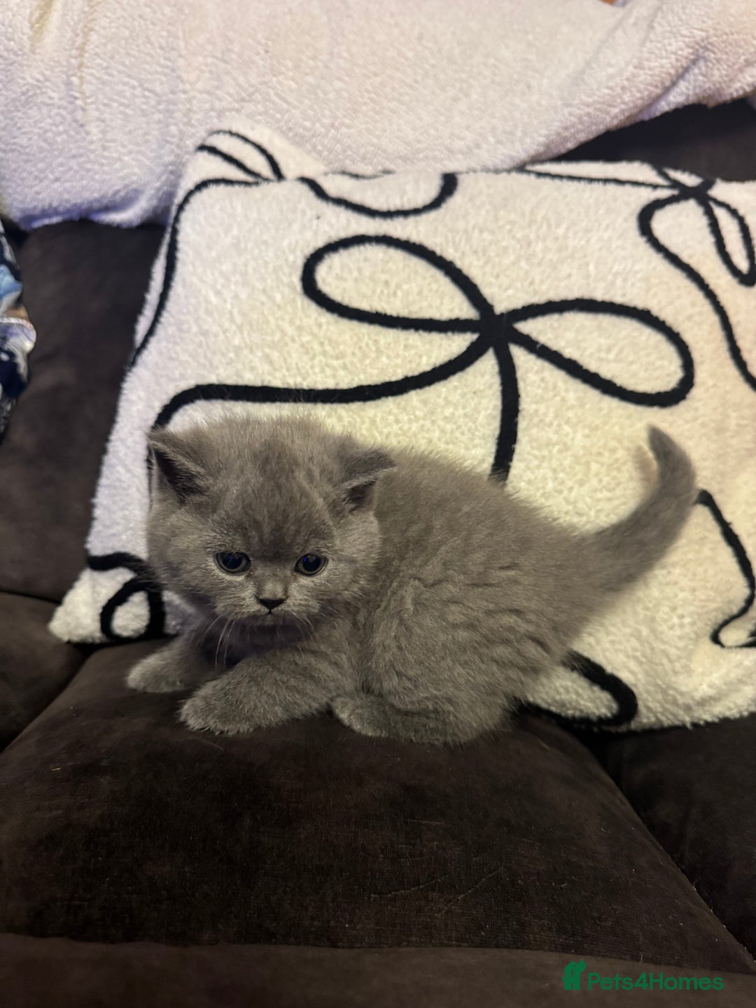 British Shorthair cats for sale: British Shorthair Kittens For Sale - Advert 10