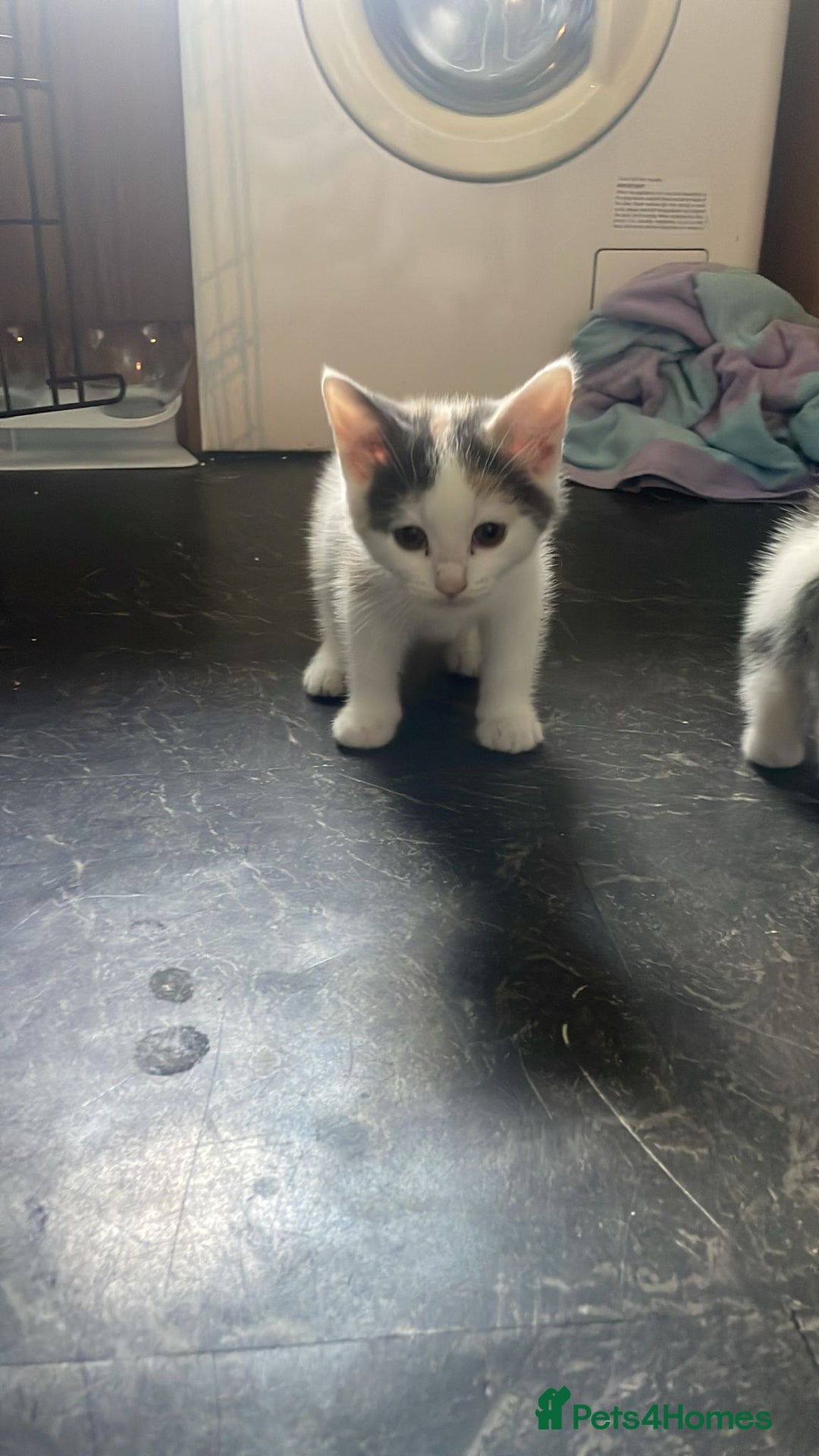 Domestic Shorthair cats for sale: 4 beautiful mixed kittens - Image 11
