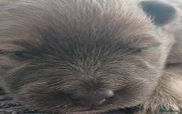 Pomeranian dogs for sale: Two male pom pups ready by 4th oct 25 - Image 7