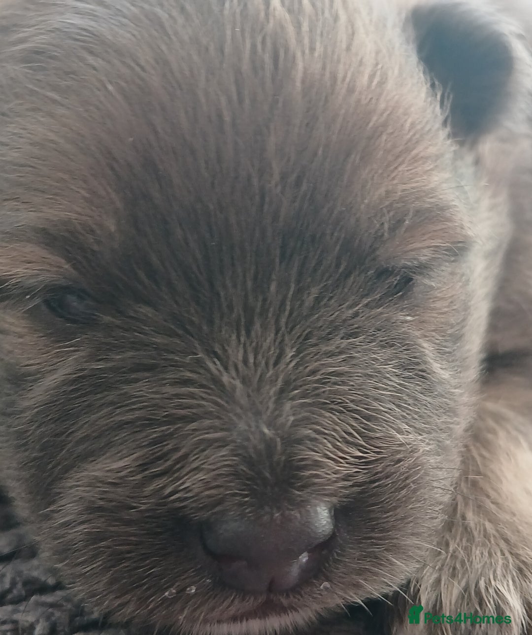 Pomeranian dogs for sale: Two male pom pups ready by 4th oct 25 - Image 7