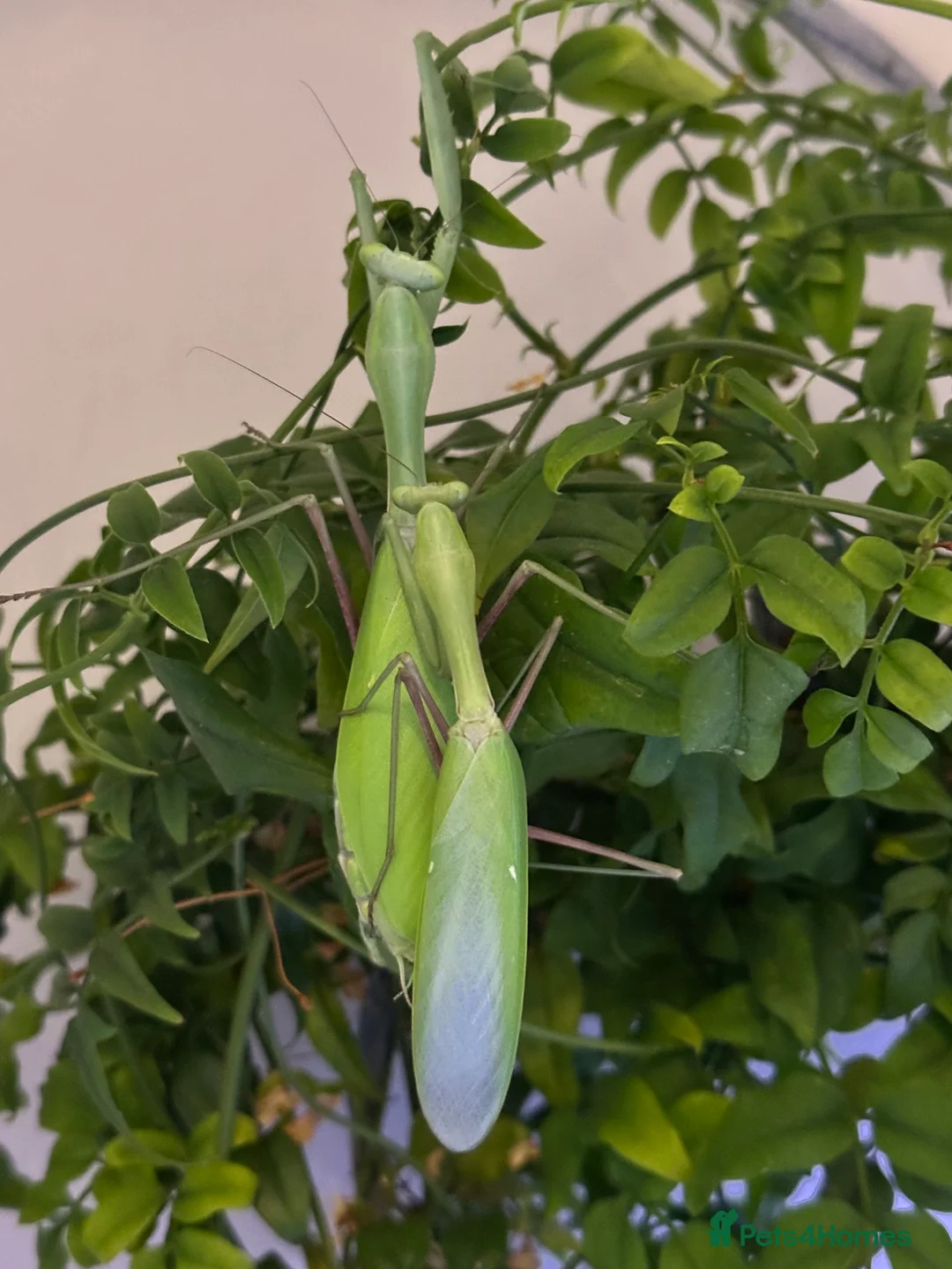 Praying Mantis invertebrates for sale: Various species available  - Advert 4