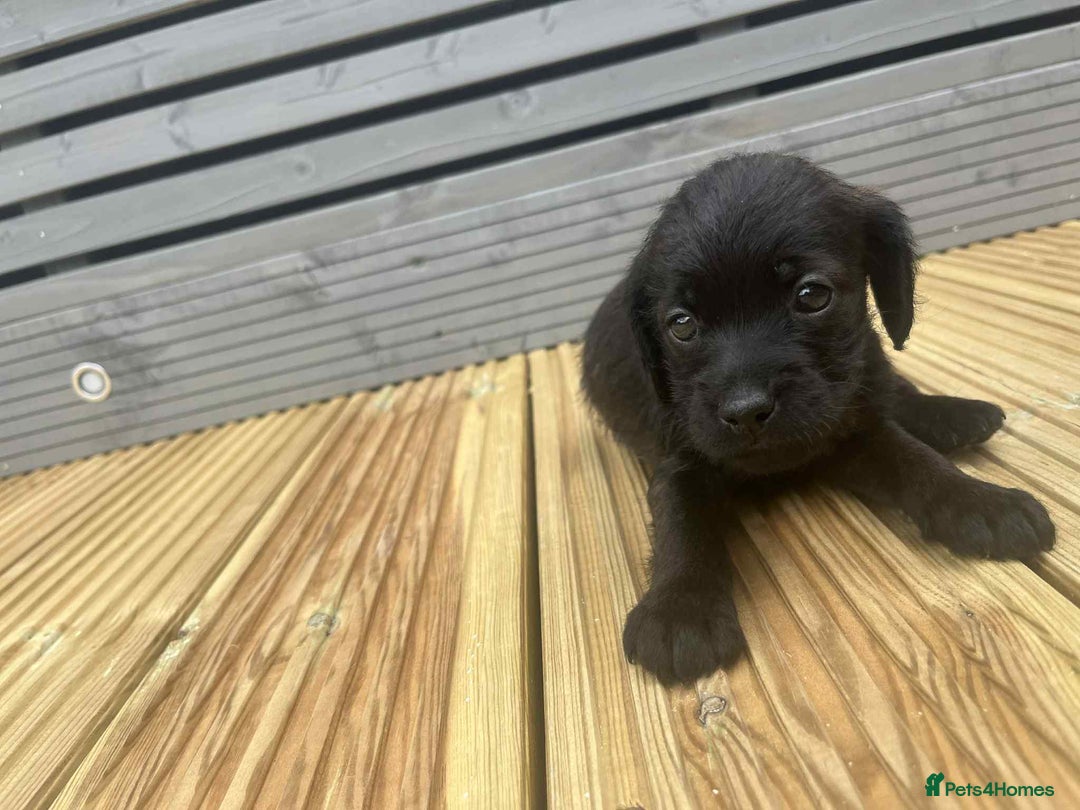 Mixed Breed dogs for sale: Stunning jackapoo x cocapoo puppies - Image 23