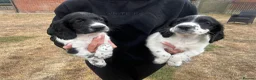 Sprocker dogs for sale: Sprocker spaniel puppies - Advert 4