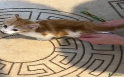 Domestic Shorthair cats for sale: Beautiful litter of 5 kittens  - Image 7