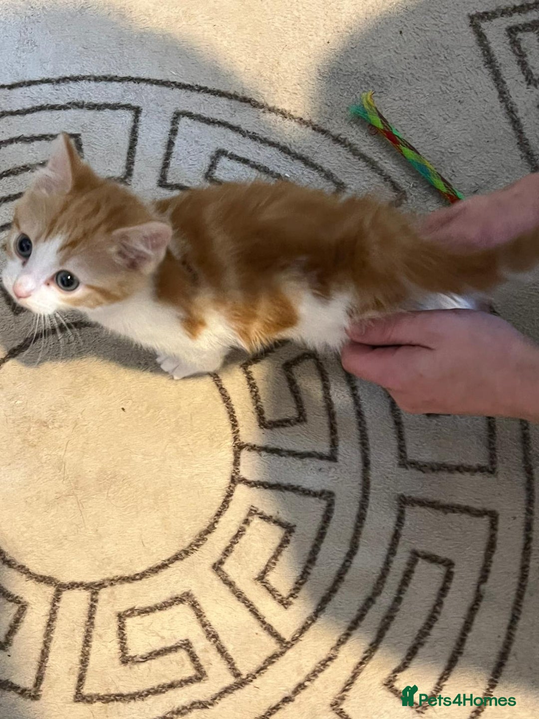 Domestic Shorthair cats for sale: Beautiful litter of 5 kittens  - Image 7