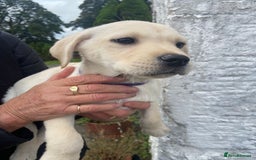 Labrador Retriever dogs for sale: KC Registered Yellow/Golden Labrador Puppies - Image 7
