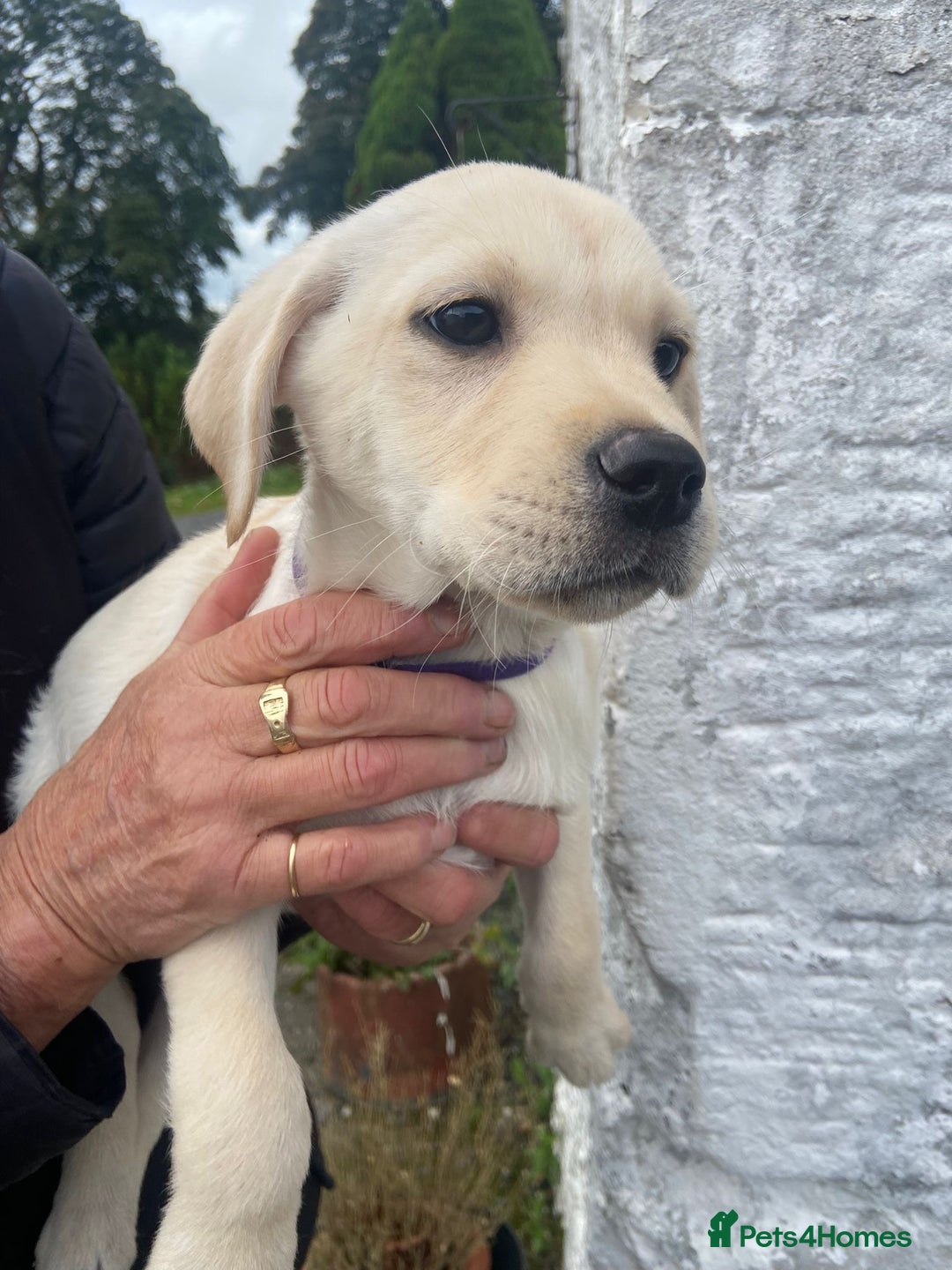 Labrador Retriever dogs for sale: KC Registered Yellow/Golden Labrador Puppies - Image 7